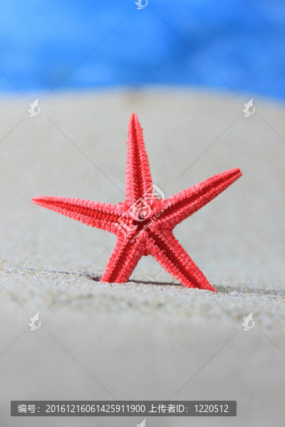 海灘上的貝殼