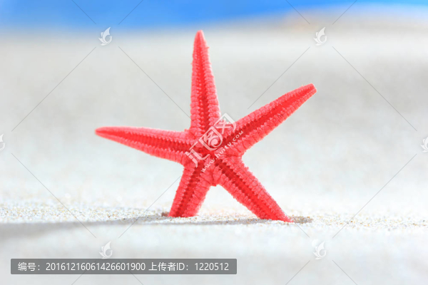 海灘上的貝殼