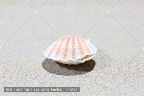 在加勒比海灘的貝殼；關閉