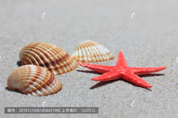 在白沙海灘的貝殼和海星