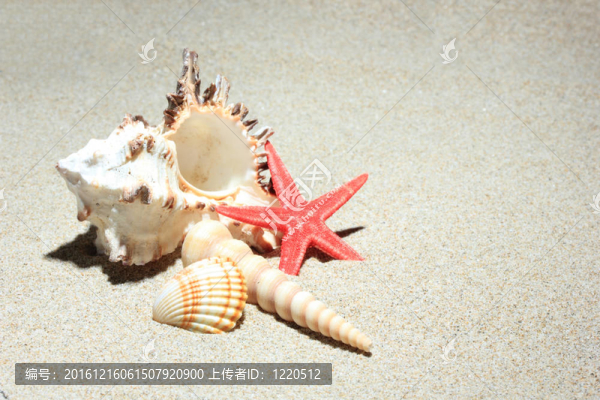 在白沙海灘的貝殼和海星