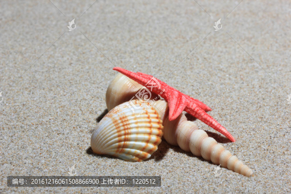 在白沙海灘的貝殼和海星