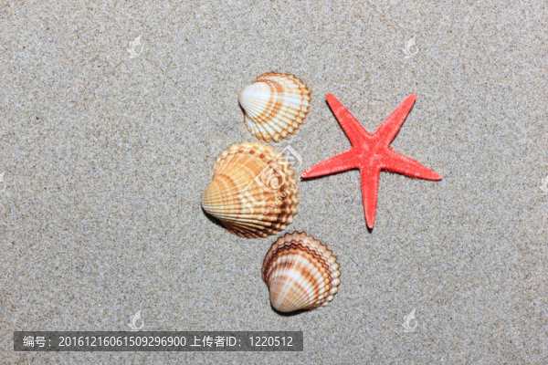 在白沙海灘的貝殼和海星