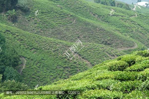 山坡茶園