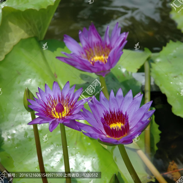 蓮花
