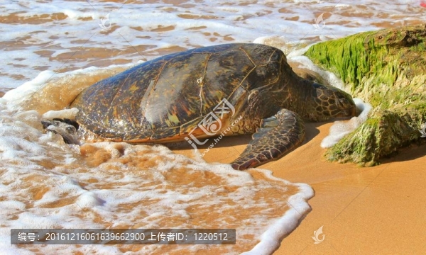 海龜