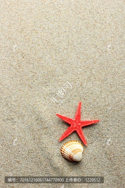 在白沙海灘的貝殼和海星