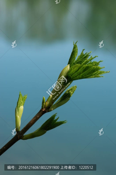 萌芽