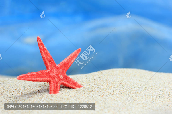 海灘上的貝殼