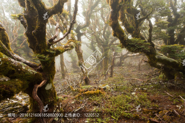 原始山地雨林馬爾堡；NZ