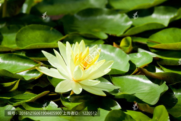 黃色的蓮花
