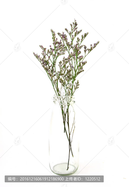白色背景瓶中的花