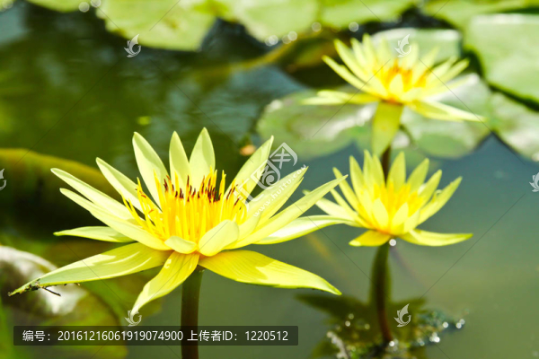 池塘荷花