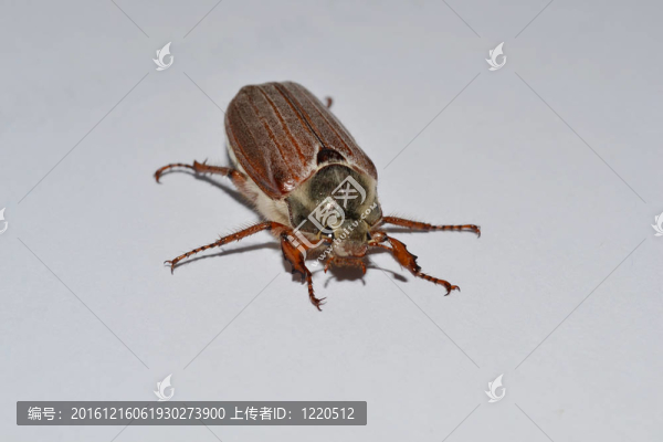 金龜子
