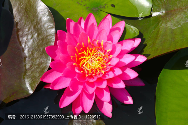 池塘美麗的荷花