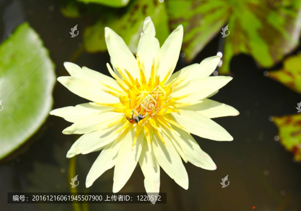 蜂蓮花