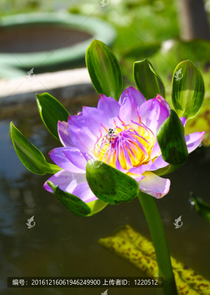 蜂蓮花