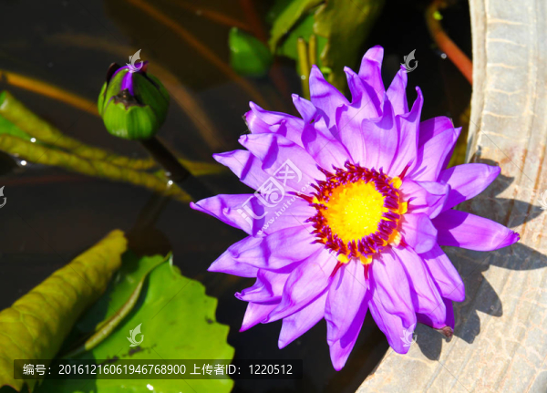 綻放的蓮花
