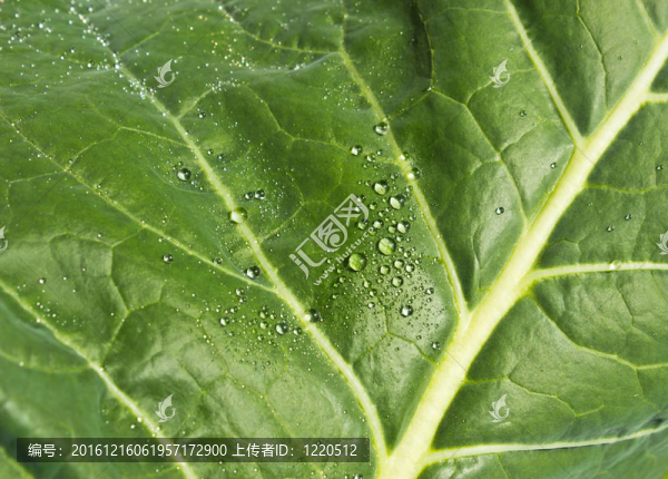 綠色蔬菜葉