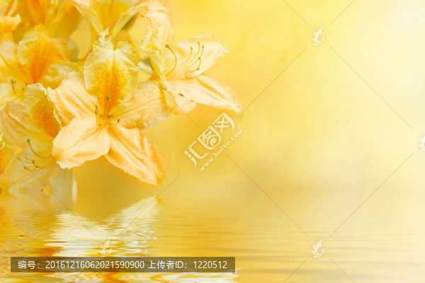 黃杜鵑花杜鵑花淺焦點和水中的倒影