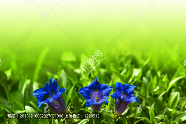 小號藍色的春天的花朵在花園中