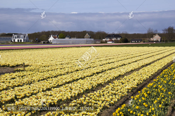 Flowerfield在荷蘭