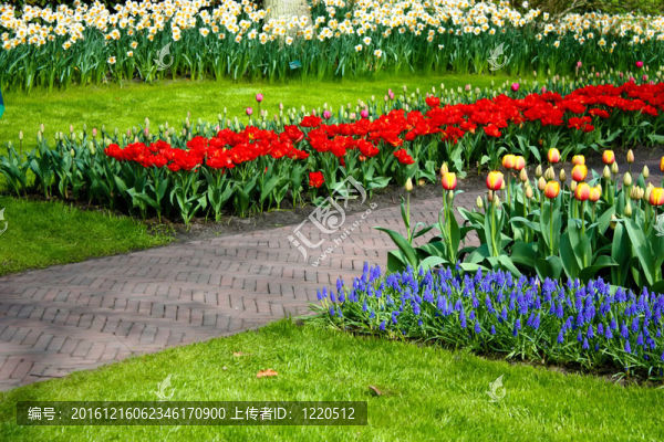 五顏六色的花朵。Keukenhof花園。