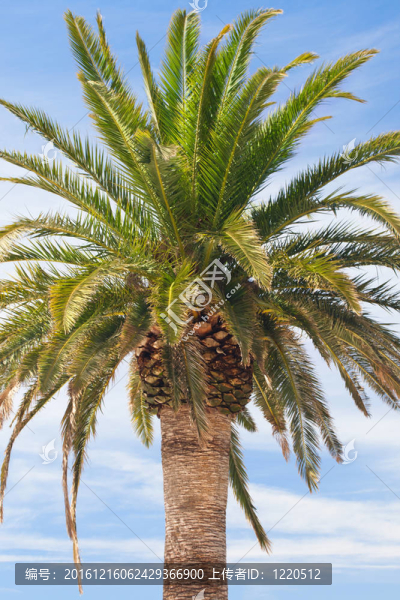 熱帶棕櫚在亞得里亞海濱-匯圖網(wǎng) www.fosd68.com 熱帶棕櫚在亞得里亞海濱