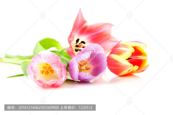 多彩的郁金香