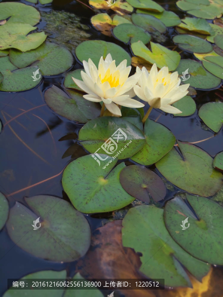 蓮花