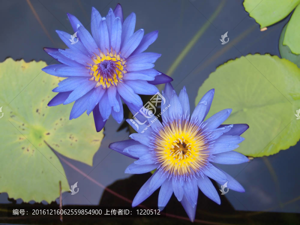 蓮花