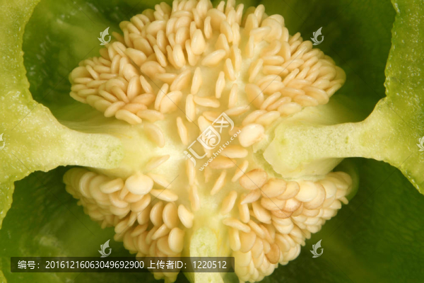 青椒籽