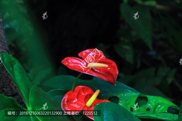 紅掌花