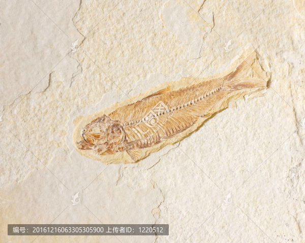 魚化石