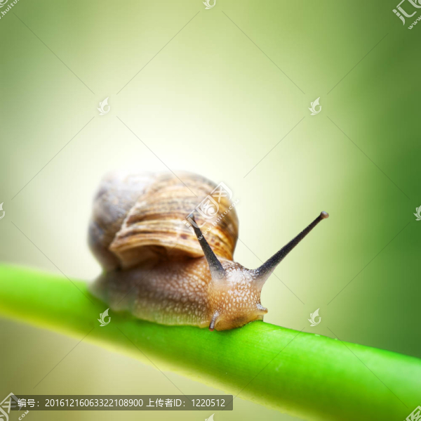 綠莖蝸牛