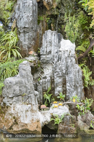 在Saigon觀賞園