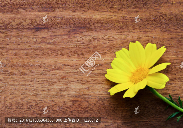 黃色雛菊花在木頭上