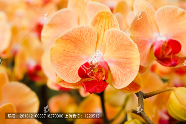 蘭花在泰國的花園