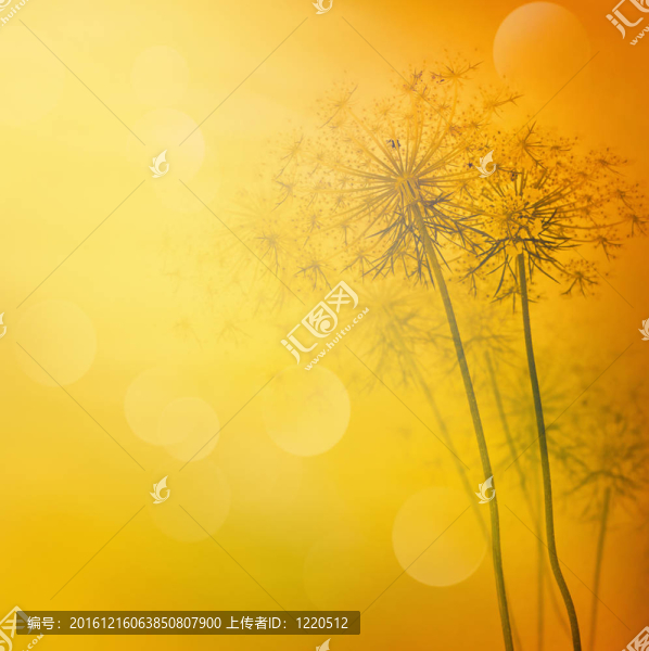 花的背景