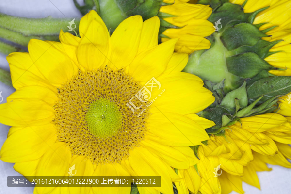 桌布上的黃色向日葵花束