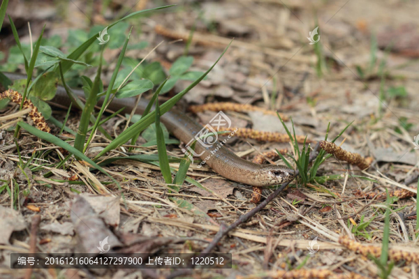 慢蟲（Anguis,fragilis）