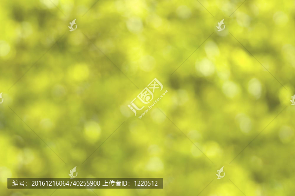 散焦夏日樹葉