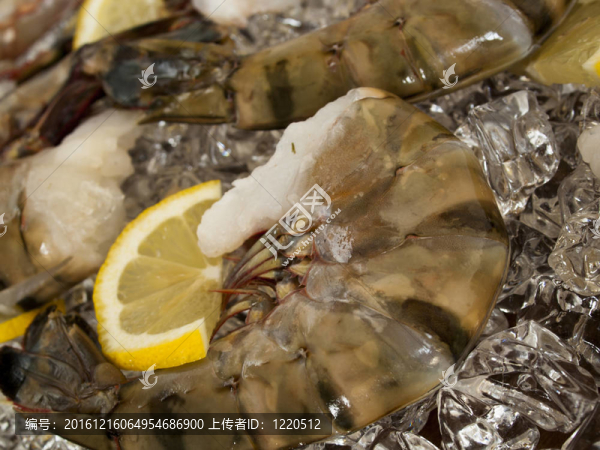 蝦原料