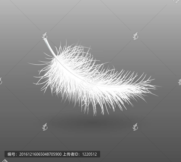 羽毛飄落的白色小天鵝