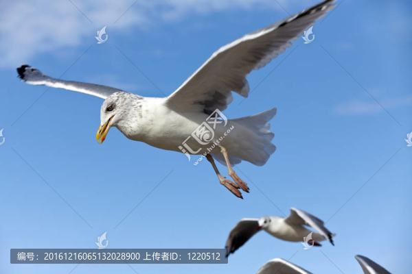 在藍(lán)色的天空飛行的海鷗