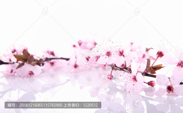 櫻桃樹的花
