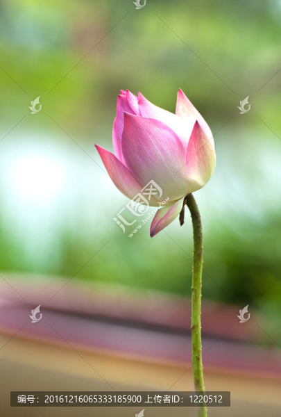 神圣的蓮花