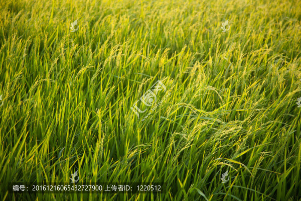 在稻田里。