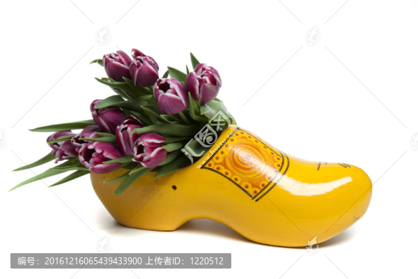 荷蘭的郁金香