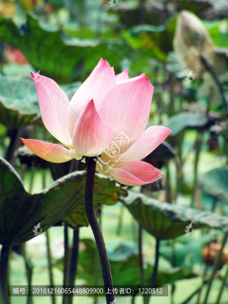 盛開的蓮花